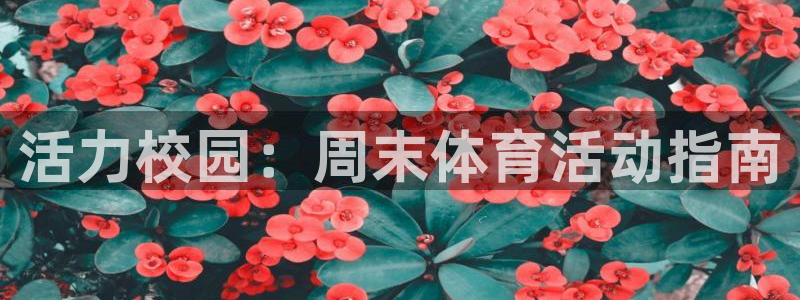 风速体育直播app