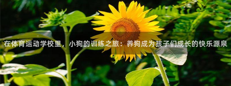 风速体育