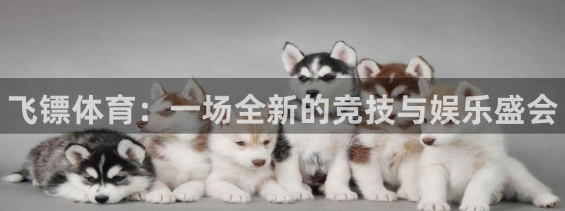 风速体育app下载官网最新版
